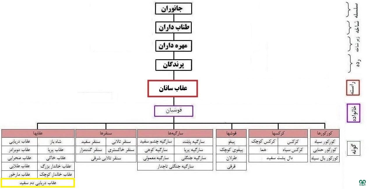 طبقه‌بندی گونه عقاب دریایی دم سفید