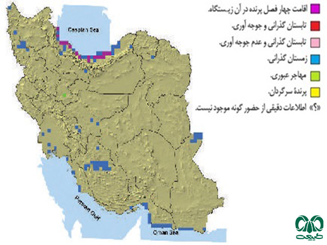 عقاب دریایی دم سفید در ایران