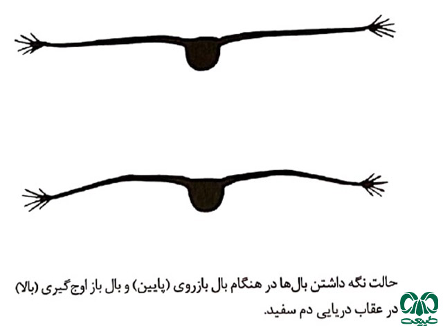 سیلوئت عقاب دریایی دم سفید