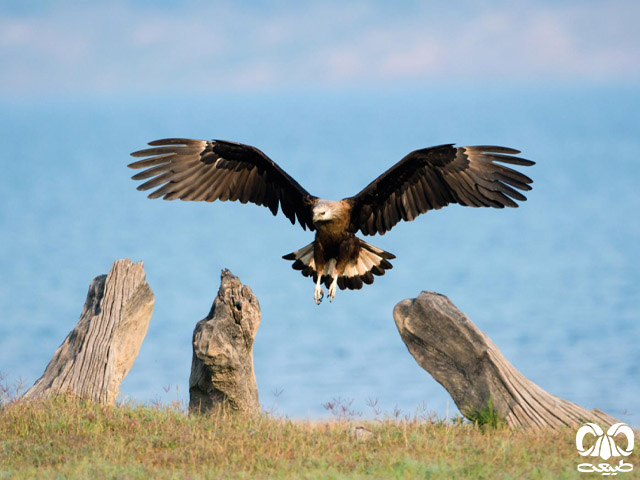  وضعیت حفاظتی گونه عقاب دریایی پالاس
