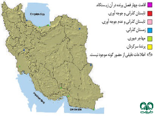  عقاب دریایی پالاس در ایران