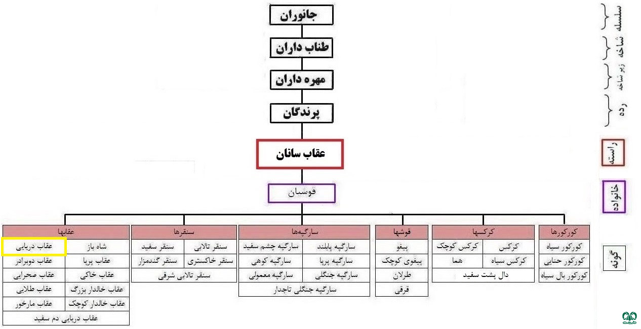 طبقه‌بندی گونه عقاب دریایی پالاس