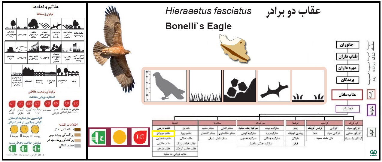 Hieraaetus fasciatus