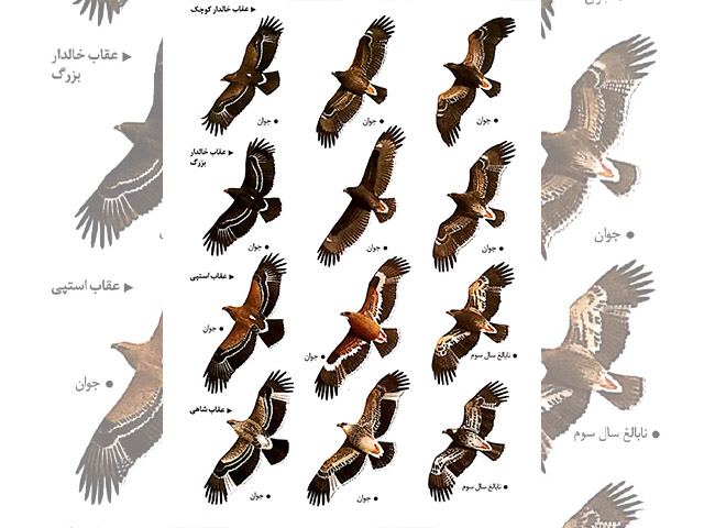 تشابه گونه‌های راسته عقاب سانان