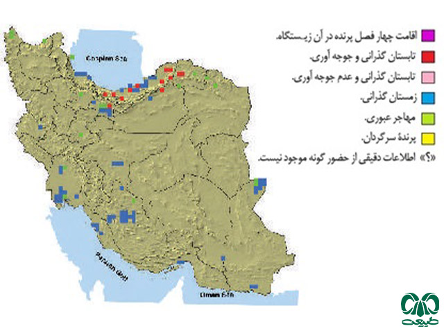 عقاب شاهی در ایران