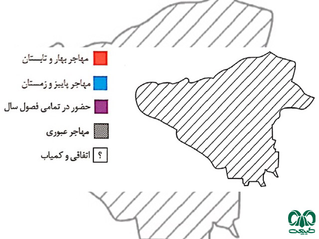 عقاب شاهی در تهران