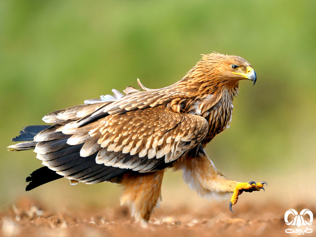 گونه عقاب شاهی Eastern Imperial Eagle