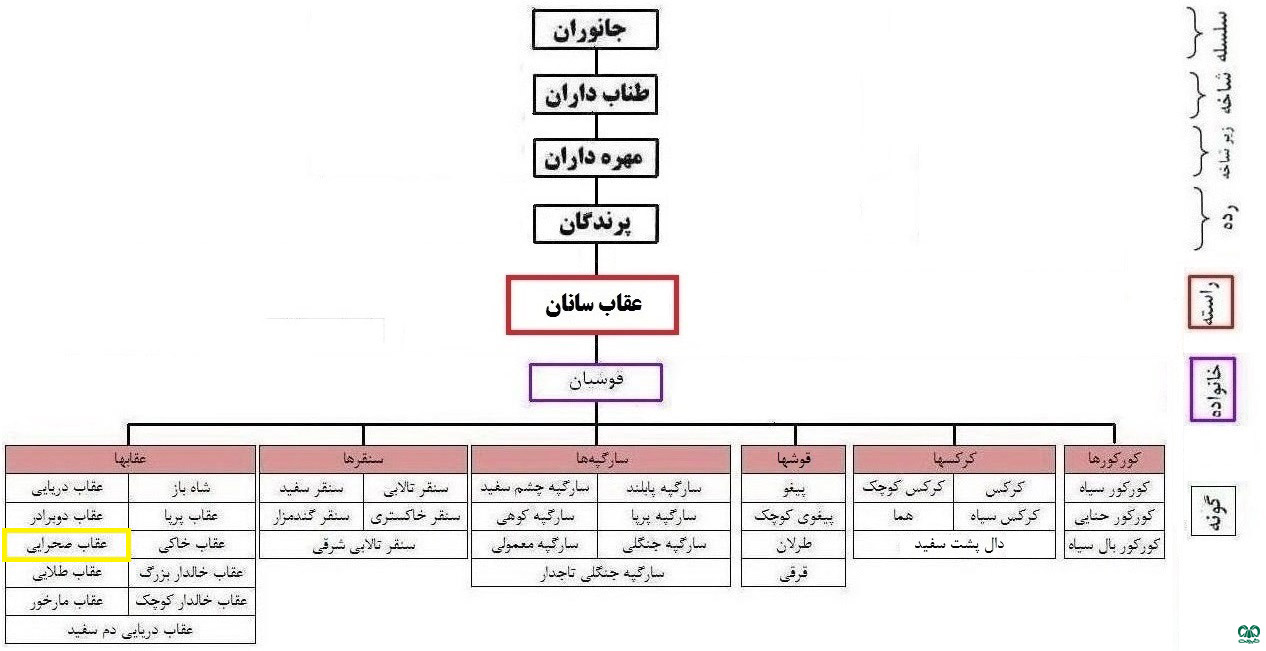 طبقه‌بندی گونه عقاب صحرایی