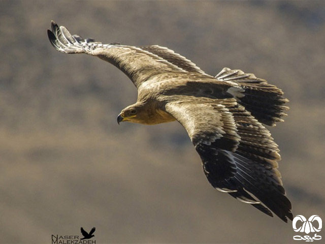 ویژگی‌های زیستی گونه عقاب صحرایی