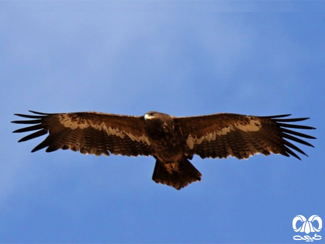 پرواز عقاب صحرایی