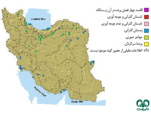 عقاب صحرایی در ایران