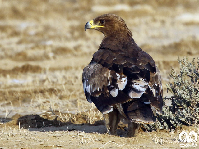 گونه عقاب صحرایی Aquila nipalensis