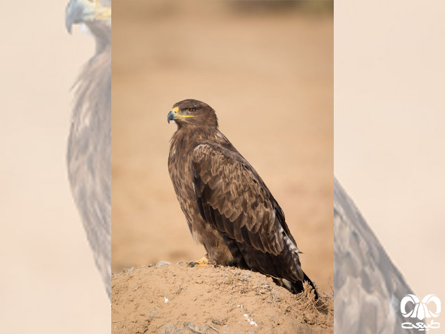 ویژگی‌های ظاهری گونه عقاب صحرایی