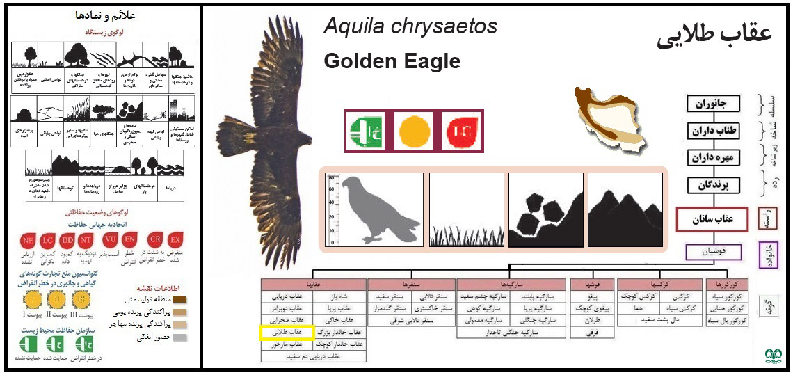 Golden Eagle