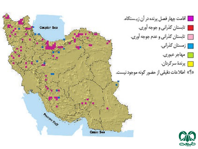 عقاب طلایی در ایران