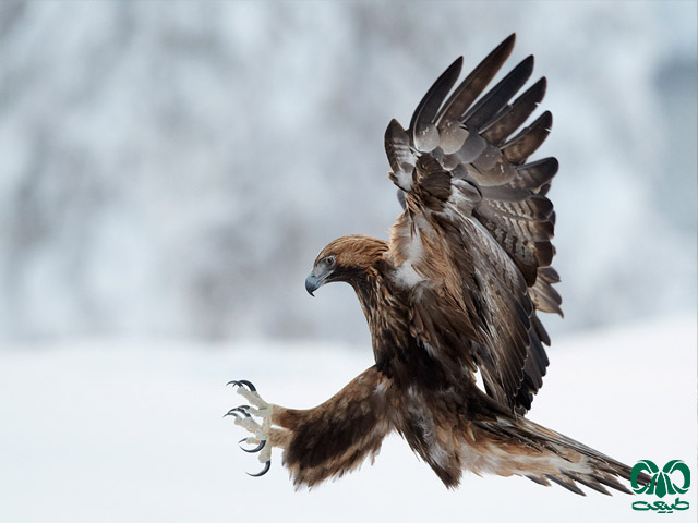 ویژگی‌های زیستی گونه عقاب طلایی
