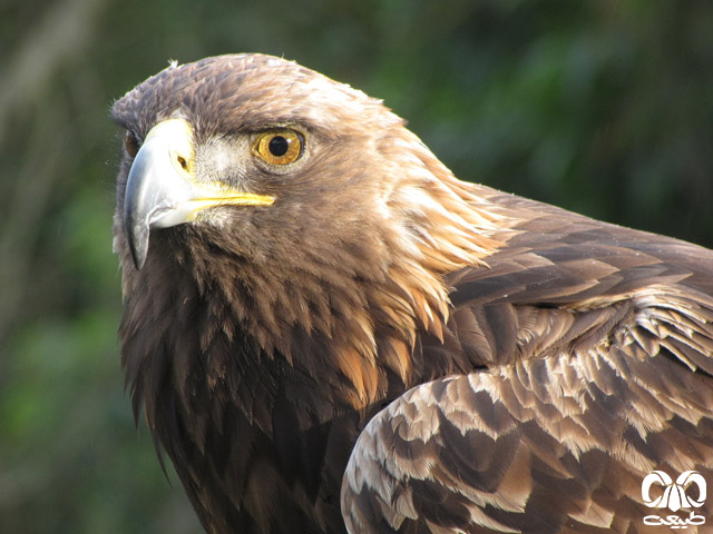 ویژگی‌های ظاهری گونه عقاب طلایی