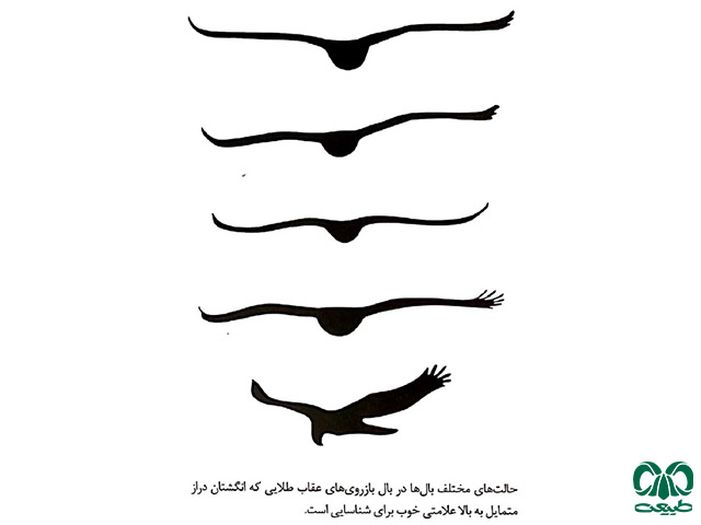 سیلوئت بدن عقاب طلایی