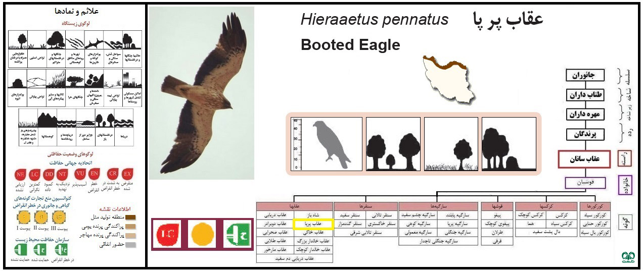 Hieraaetus pennatus