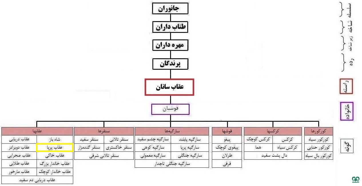 طبقه‌بندی گونه عقاب پر پا