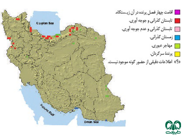 عقاب پر پا در ایران