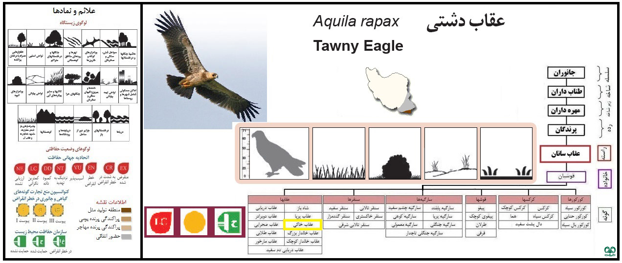 گونه عقاب دشتی