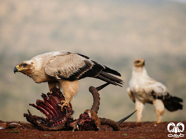 ویژگی‌های زیستی گونه عقاب دشتی
