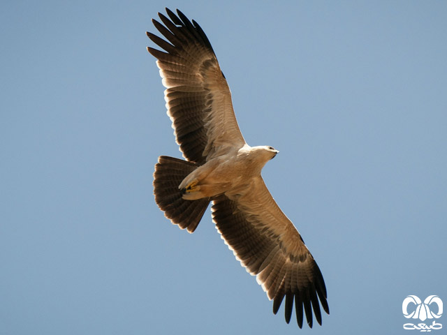 شناسایی پرنده عقاب خاکی 