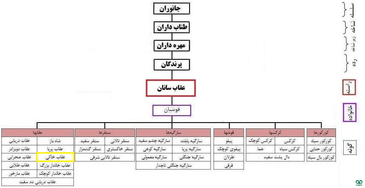 طبقه‌بندی گونه عقاب خاکی