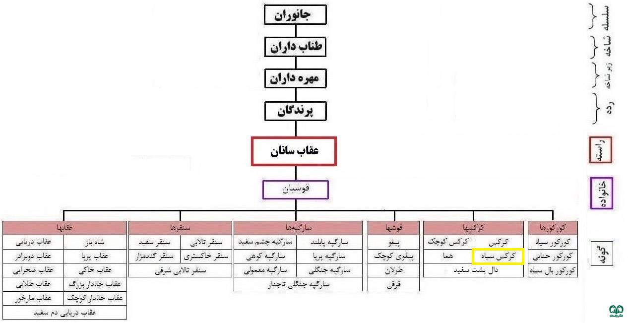 طبقه‌بندی گونه کرکس سیاه