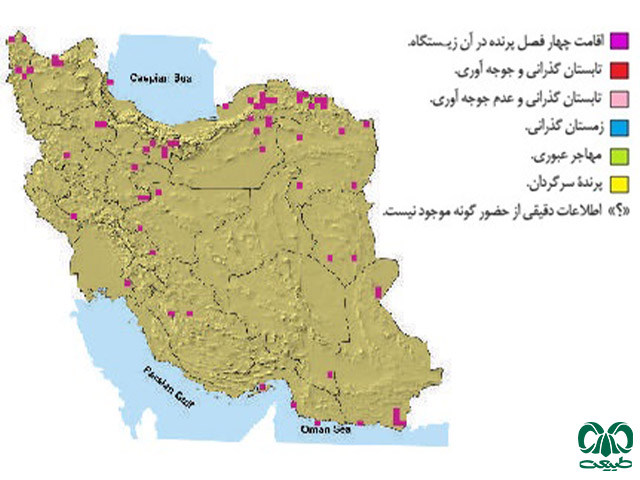 کرکس سیاه در ایران