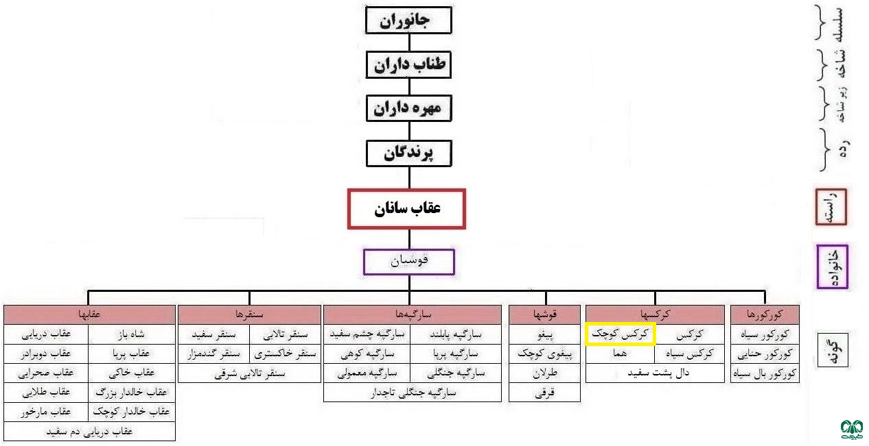 طبقه‌بندی گونه کرکس مصری