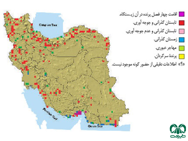 گونه کرکس مصری در ایران