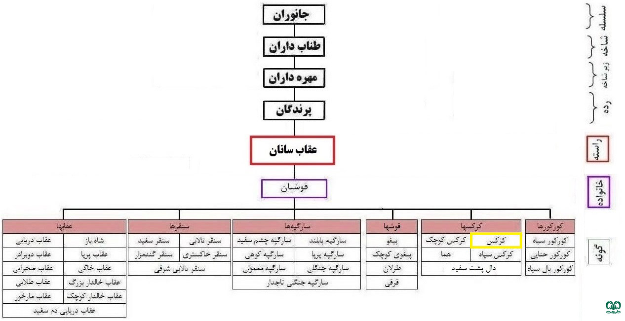 طبقه‌بندی گونه  کرکس