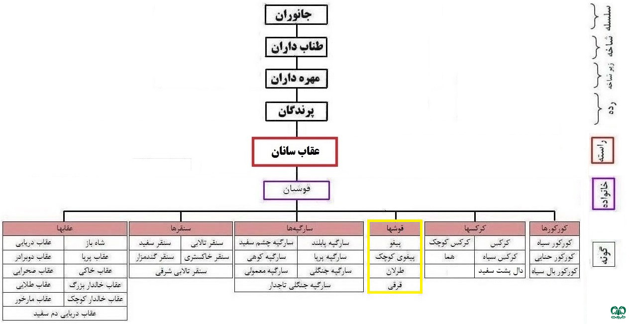 گروه قرقی