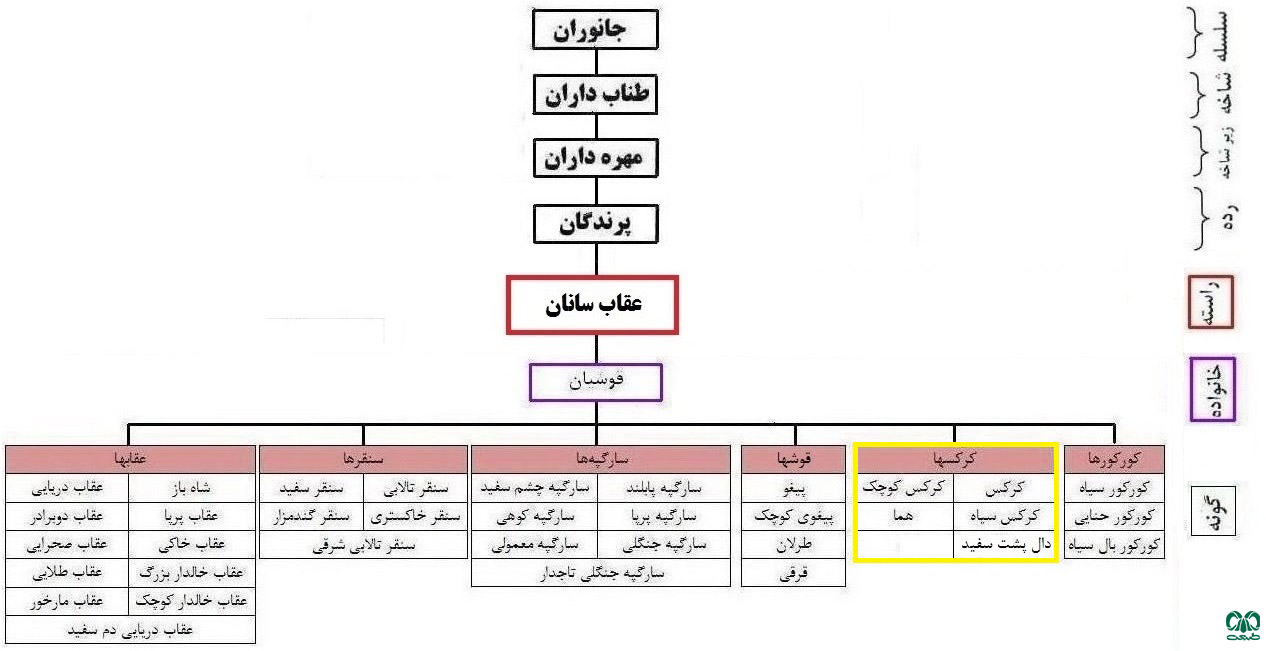 طبقه‌بندی گروه کرکس‌ها