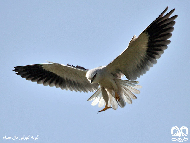 کورکور بال سیاه