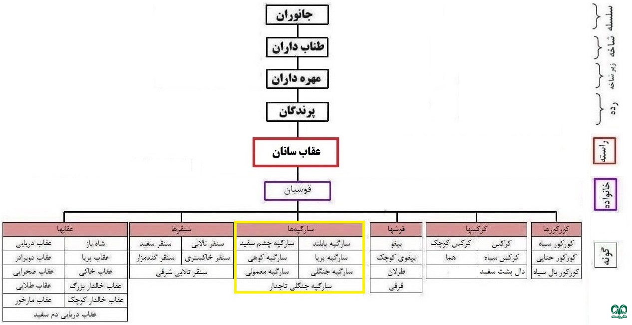 طبقه‌بندی گروه سارگپه‌ها 