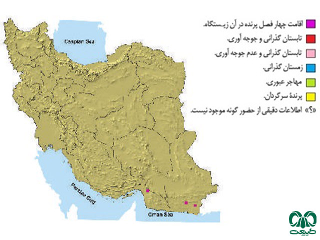 دال پشت سفید در ایران