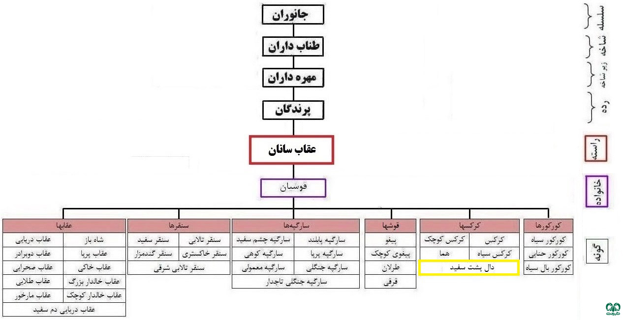 طبقه‌بندی گونه دال پشت سفید