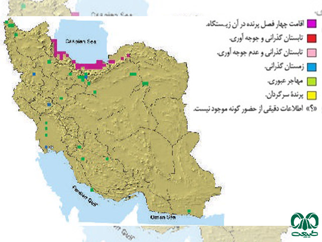 سارگپه استپی در ایران