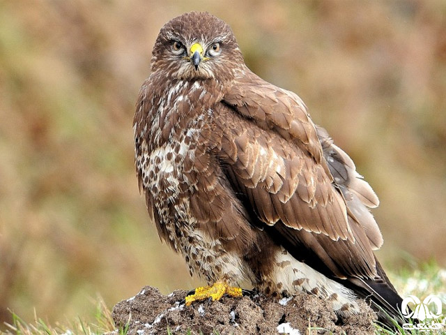  Common Buzzard