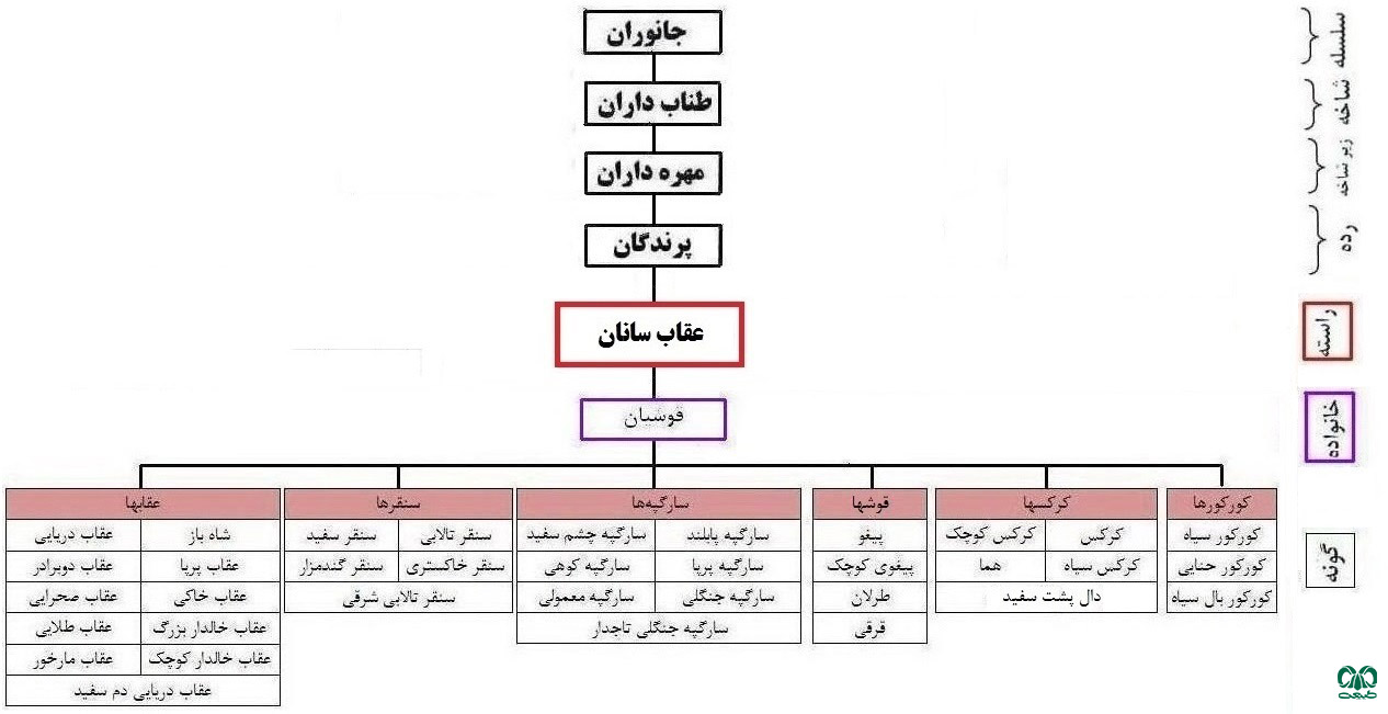  طبقه‌ بندی گونه سارگپه تاجدار