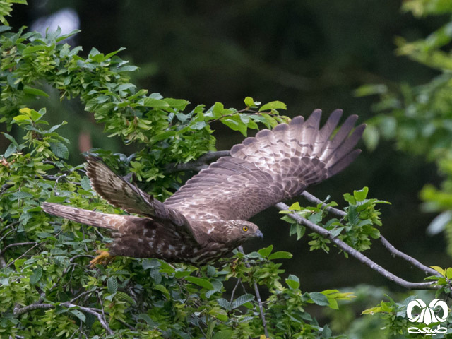 گونه سارگپه جنگلی