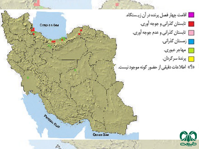 سارگپه جنگلی در ایران