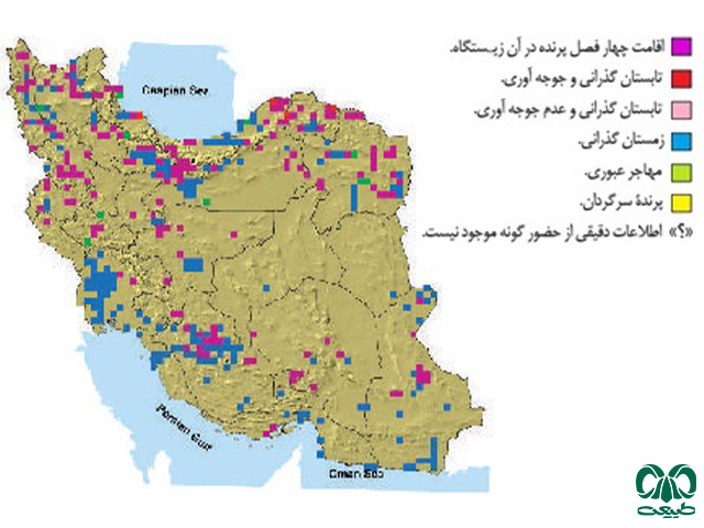 سارگپه پا بلند در ایران