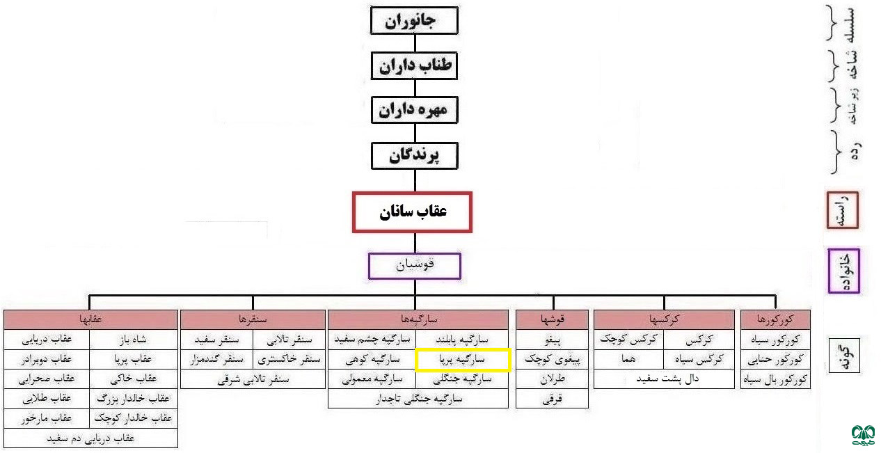 طبقه‌بندی گونه سارگپه پرپا