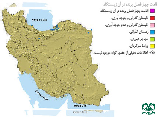 سارگپه پرپا در ایران