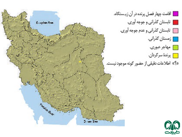 سارگپه کوهی در ایران