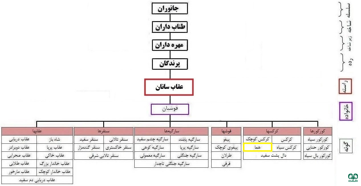 طبقه‌بندی گونه هما